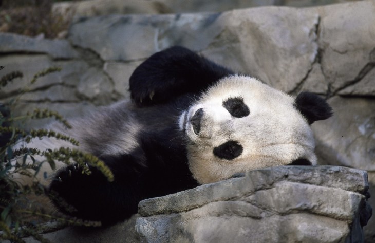 panda-1594138_1280.jpg